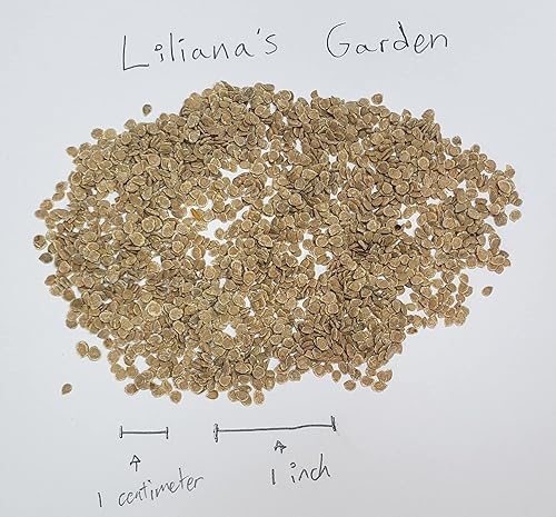 Semillas de tomate "San Marzano" - Tomate tipo salsa de ciruela grande (Roma) con sabor intenso | Semillas tradicionales de Liliana's Garden |