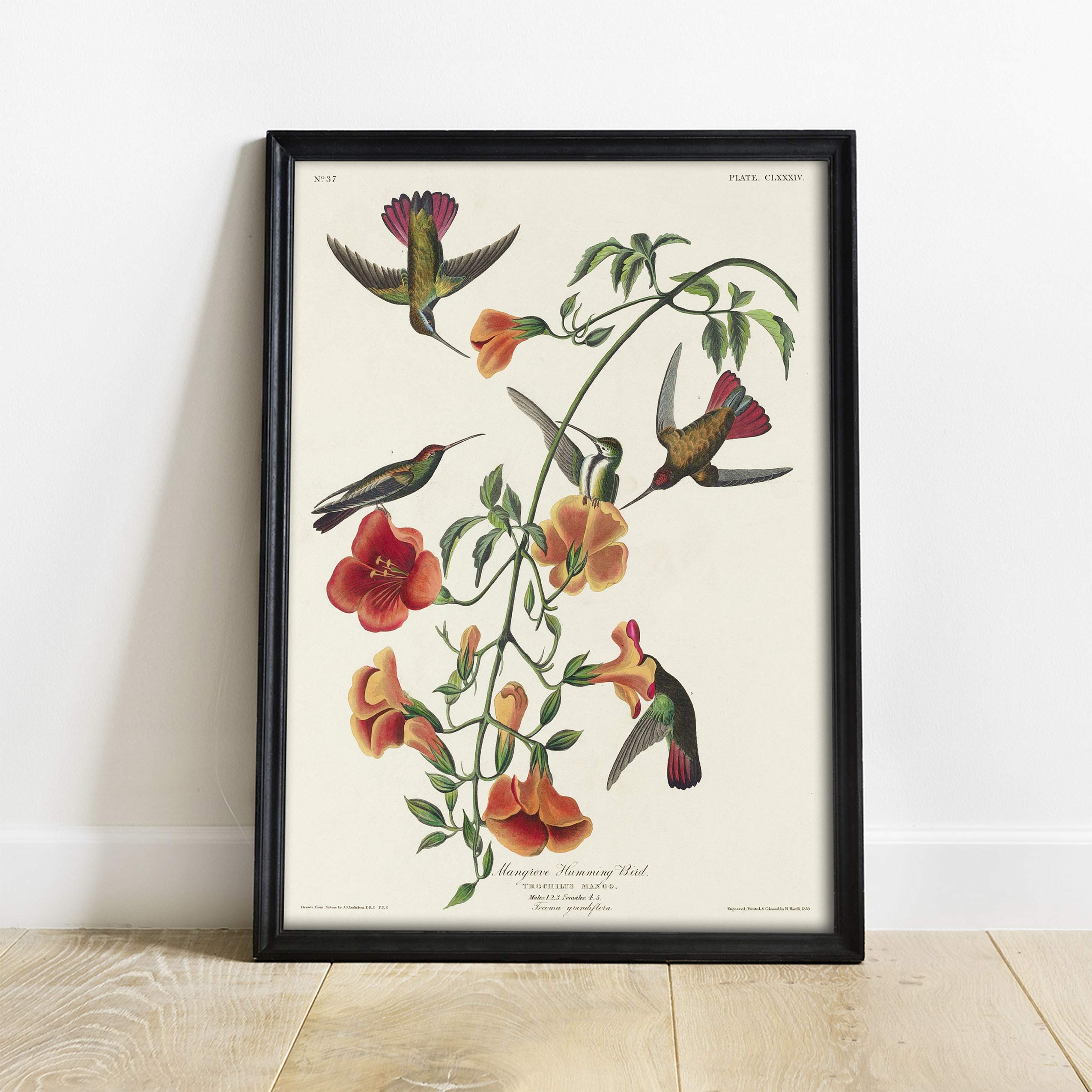 Amazon.co.jp: ハミングバードプリント、アンティークバードペイント