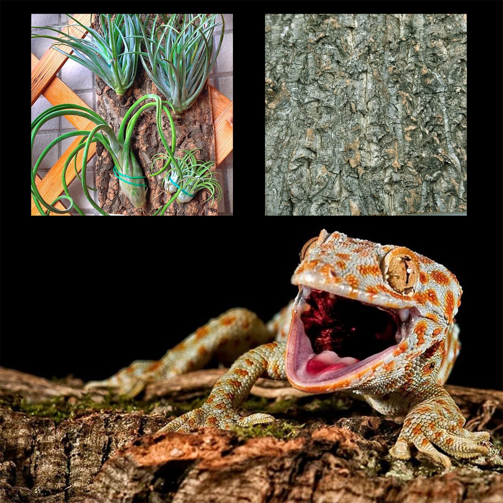 Sughero Terrario Sfondo, Decorazione di Corteccia di Rettile, Fondo Corteccia di Sughero per Terrario Decorazione per Tartaruga Lucertola (2PCS, 30 x 30 cm)