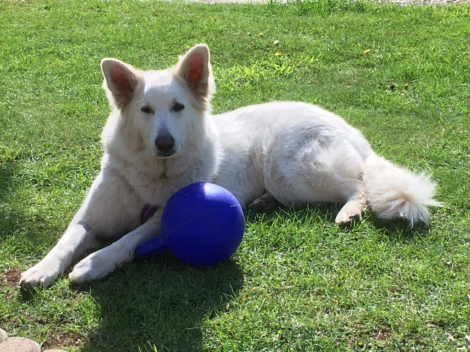 Jolly Pets Pelotas De Juguete Para Perros Jolly Soccer Ball 20 cm Blue