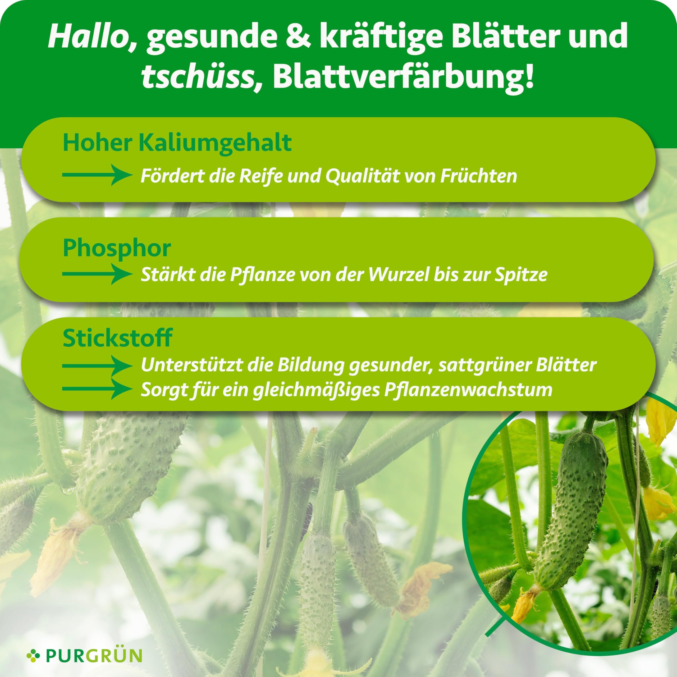 Bio-Gurkendünger 1 Liter – Organische Rezeptur – Premium-Flüssigdünger – NPK 3+2+6 – Extra Kalium für prächtige Gurken – Ohne tierische Inhaltsstoffe – Gemüsedünger für 100 Liter Wasser