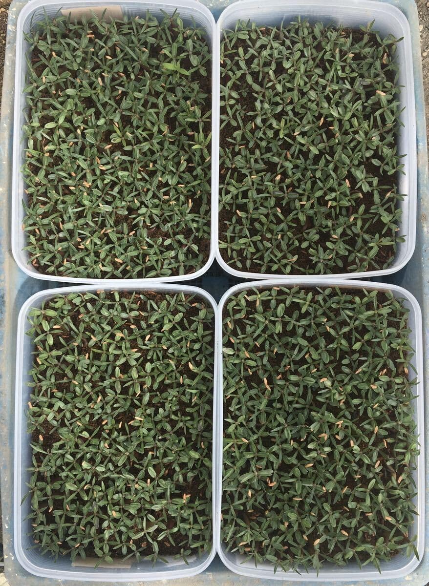 Amazon.co.jp: 自家採種した超新鮮なグラキリスの種子500粒 : DIY