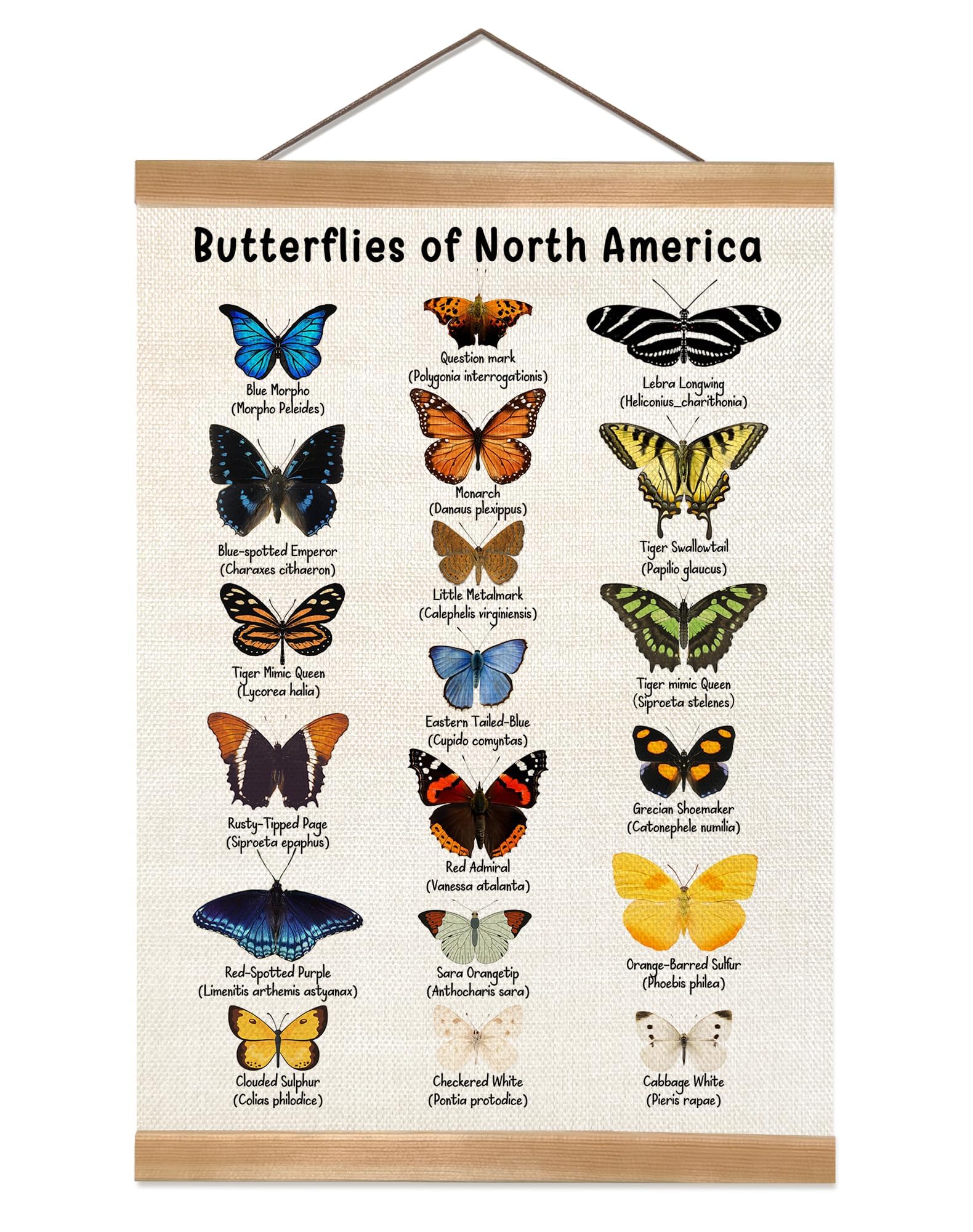 Amazon.com: Vintage Butterfly Poster, North American Butterfly