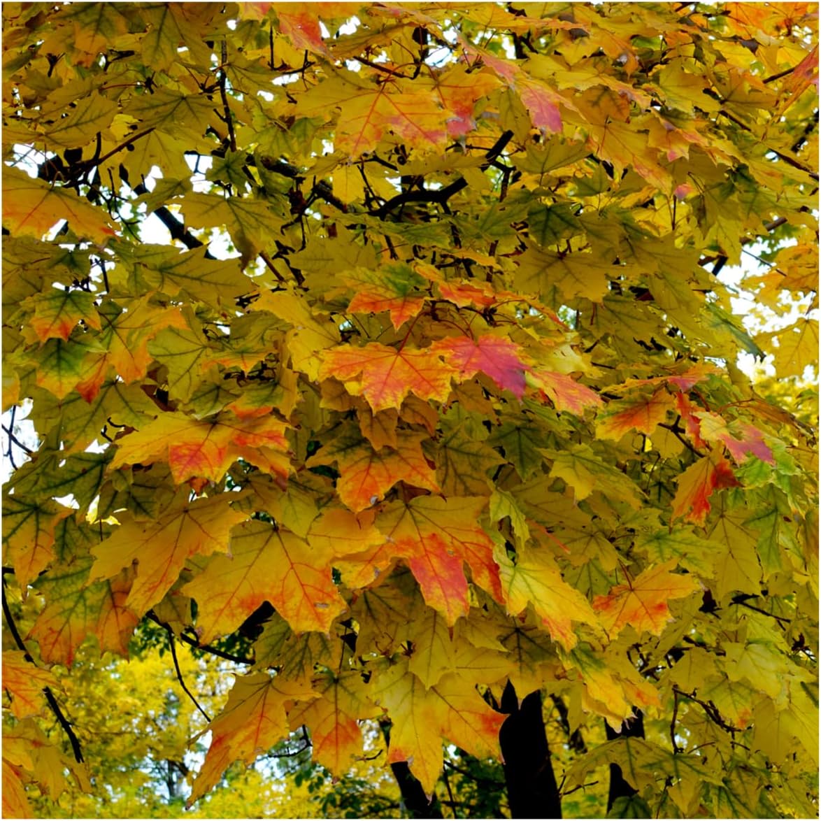 3 Norway Maple Trees, 60-90cm Acer platanoides Hedging,Stunning Autumn Colours 3fatpigs®