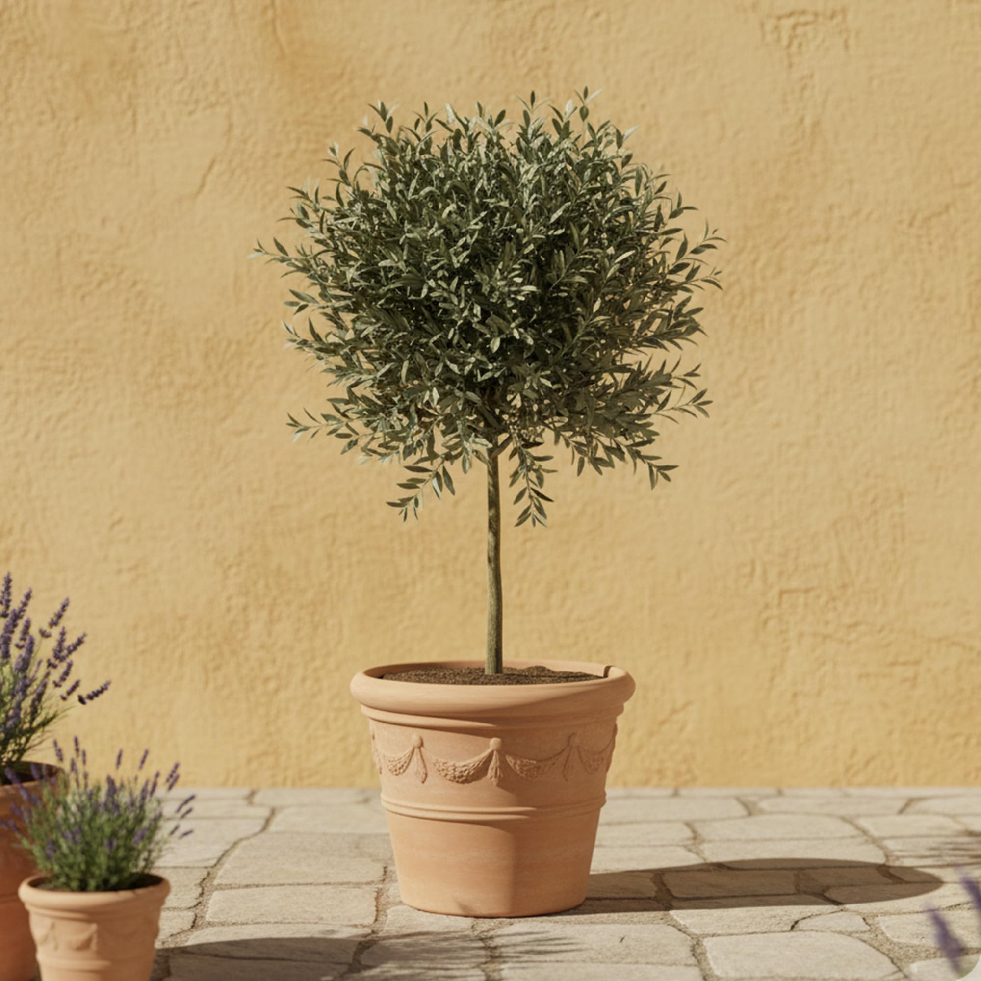 GardenersDream de Olivier Olea Europaea – Plante de jardin persistante vivante en pot – Plante d'extérieur nécessitant peu d'entretien – Idéale pour les bordures et les pots (35-45 cm, pot de 21 cm)
