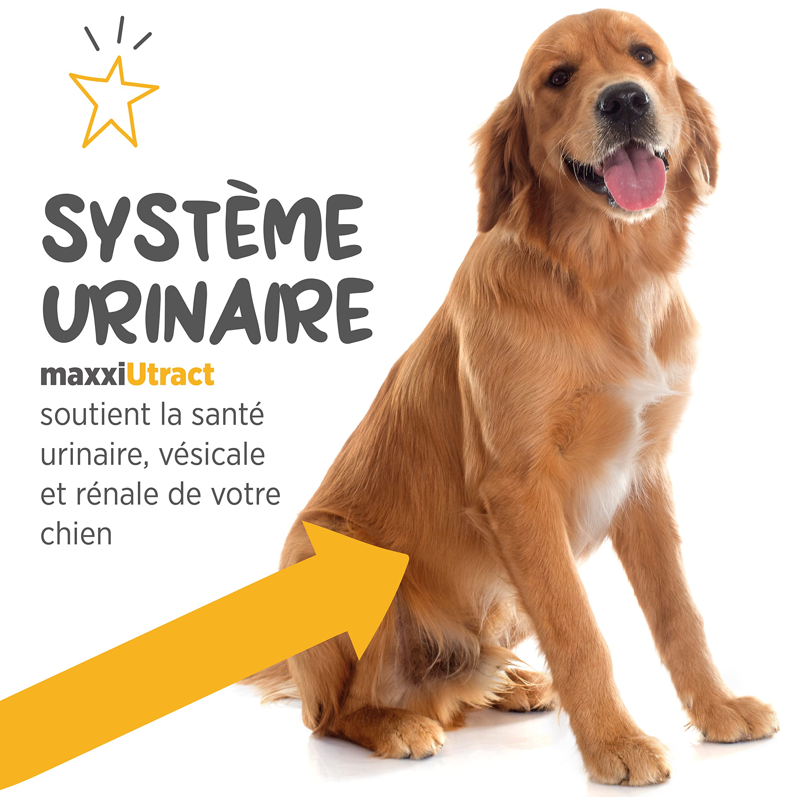 maxxipaws – maxxiUtract Canneberge Complément Alimentaire Urinaire pour la Vessie des Chiens – Supplément Canin pour Le Contrôle de la Vessie et la Santé des Voies Urinaires (Poudre 150g)