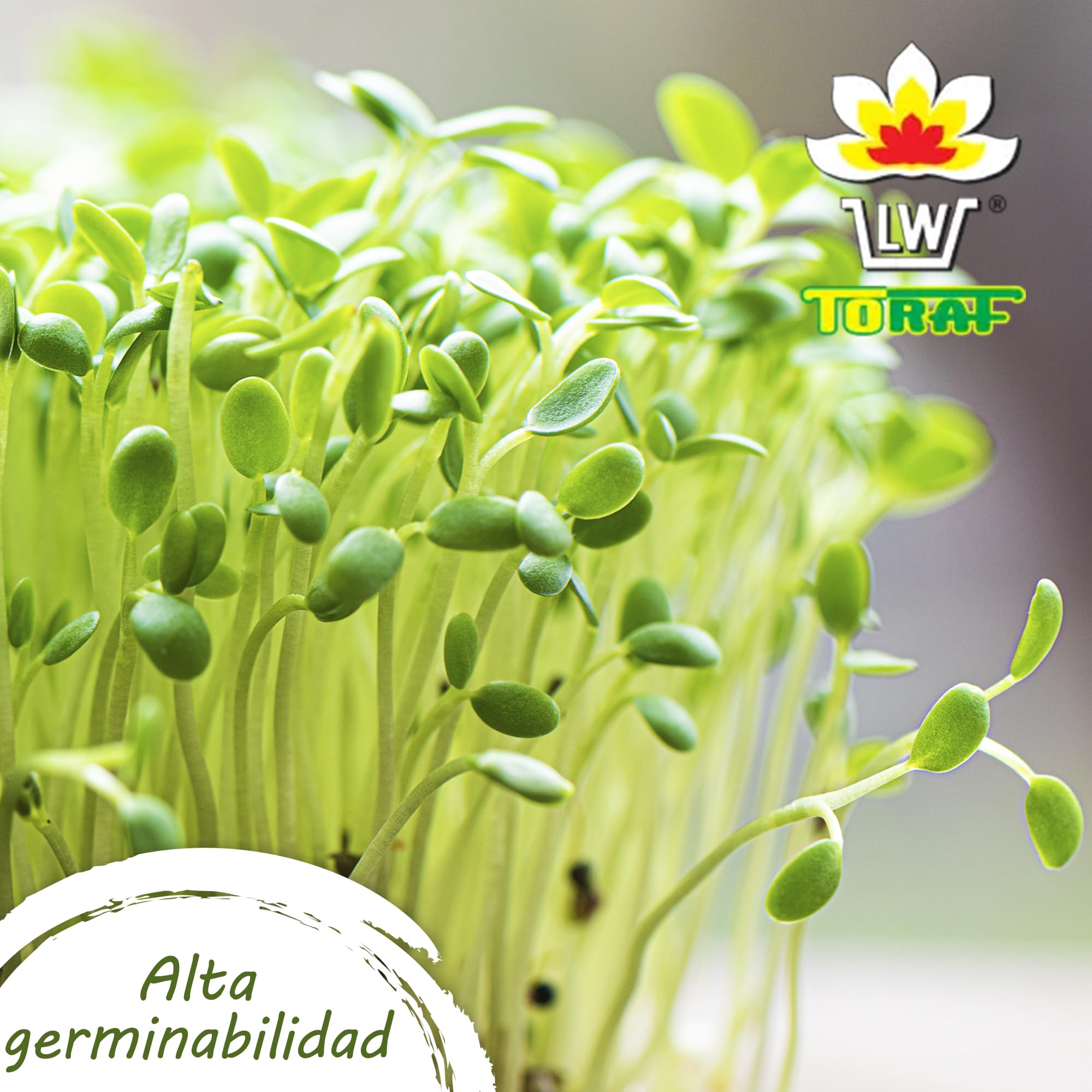TORAF set de semillas de hortalizas 61pack, kit semillas huerto semillas ecologicas para cocina, balcón y jardín, remolacha, calabacín, judías, perejil, zanahoria, sandía, rábano, tomates owngrown