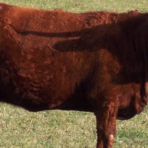 fat cow Wallpaper -- HD Wallpapers of fat cows!