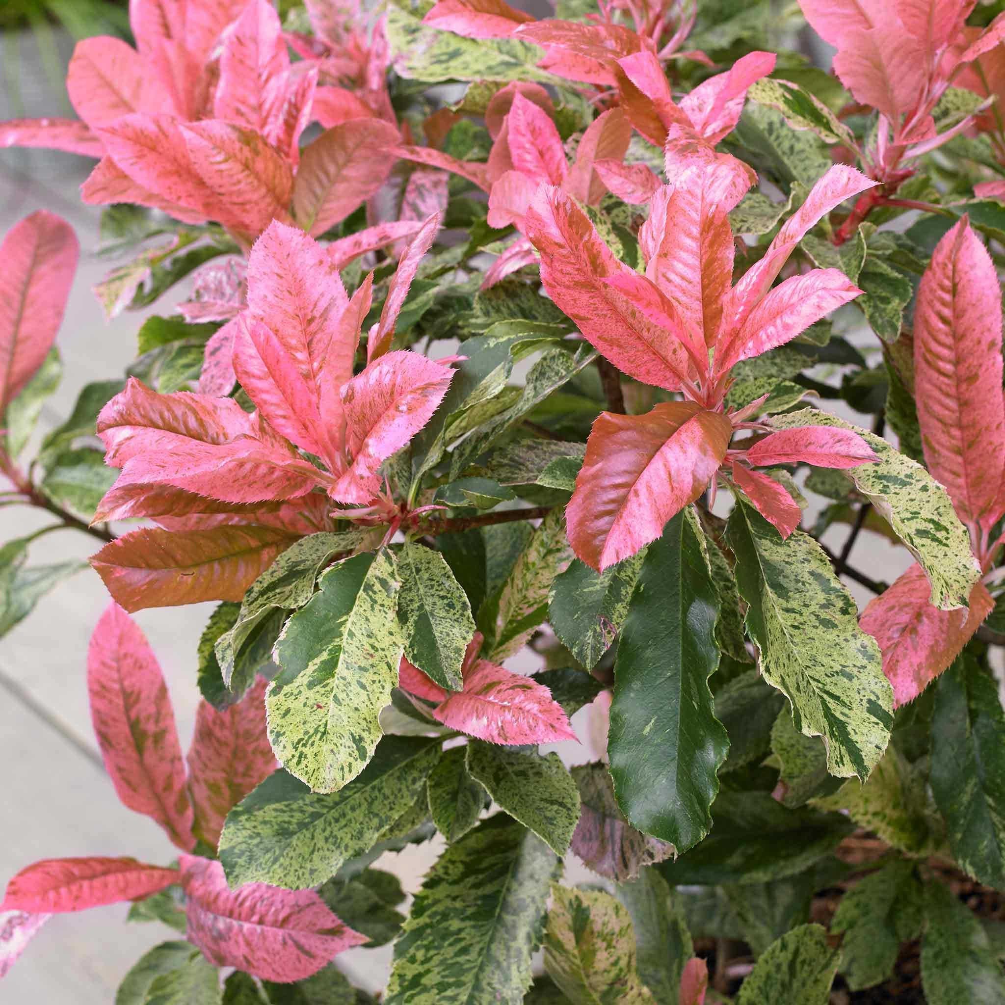 Marshalls Garden Photinia 'Pink Crispy' - 9cm