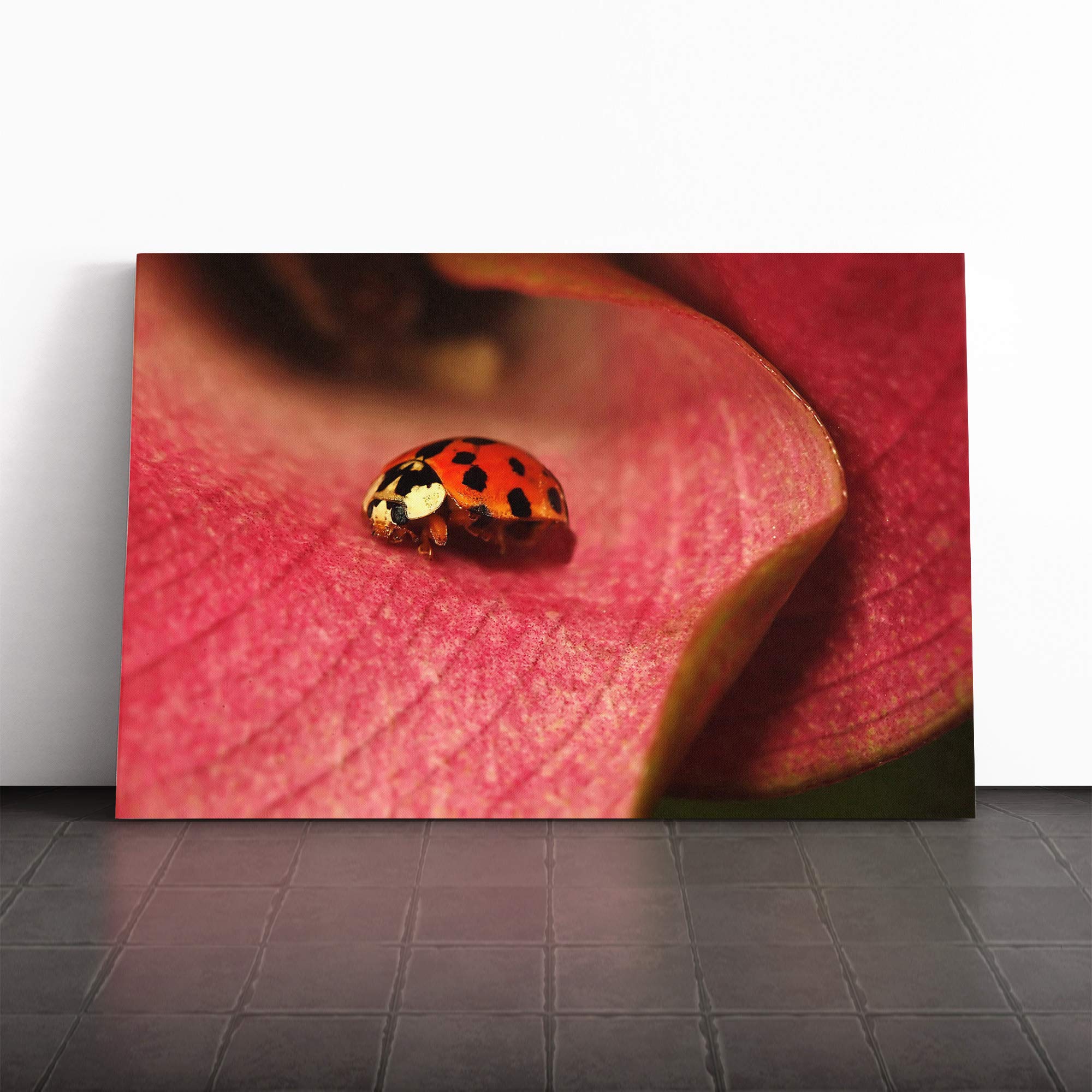 Ladybird (2) Canvas Print | Gallery Wrapped 30mm Frame Wall Art | 24x16 inches | Ready to Hang | Modern Animals Picture | Living Room Bedroom Lounge Office