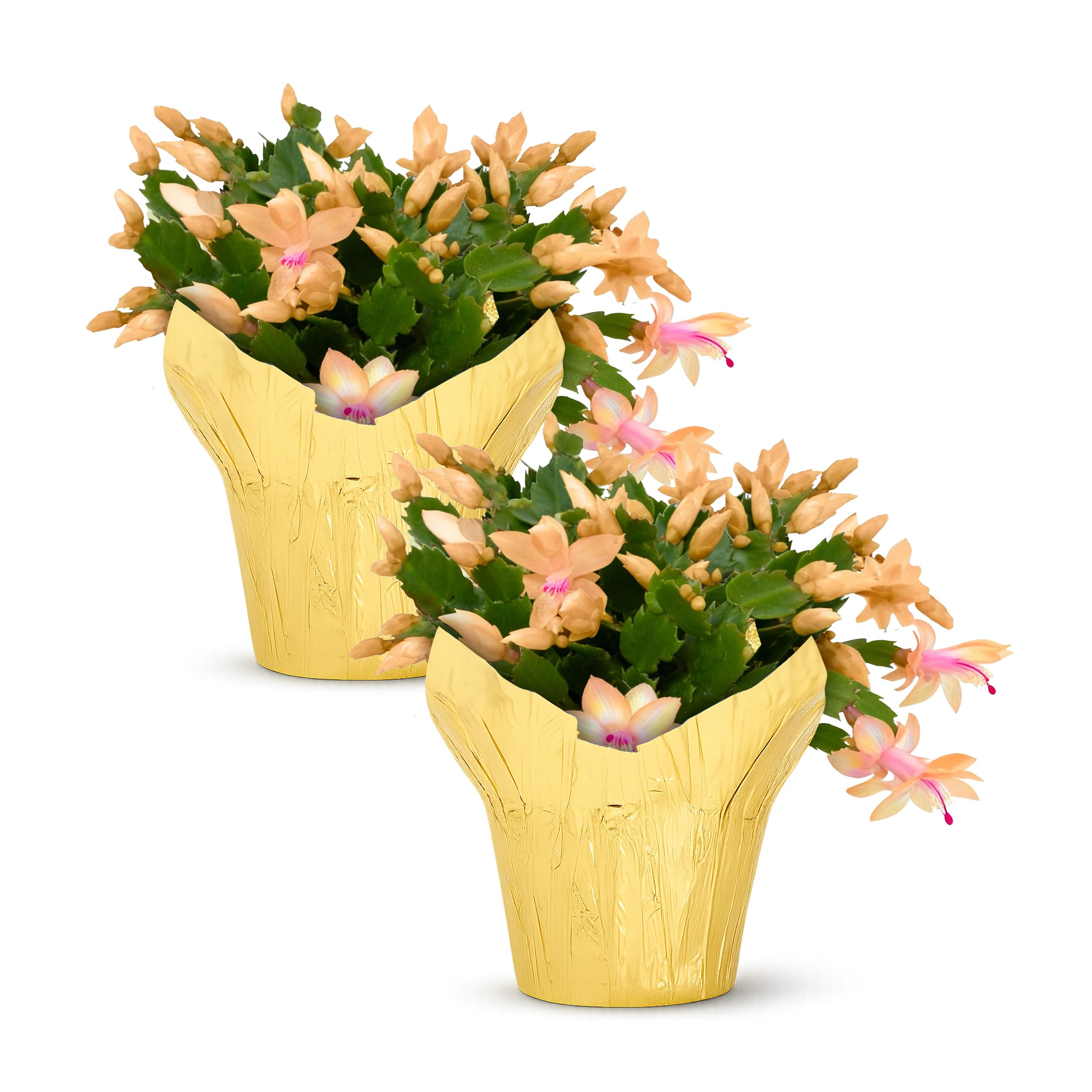 Live Flowering Zygocactus - Yellow-Orange, 2 Pack- Thanksgiving/Christmas Cactus - Seasonal Bloomer, Currently Out of Bloom - 5” Tall by 5” Wide in Deco Cover
