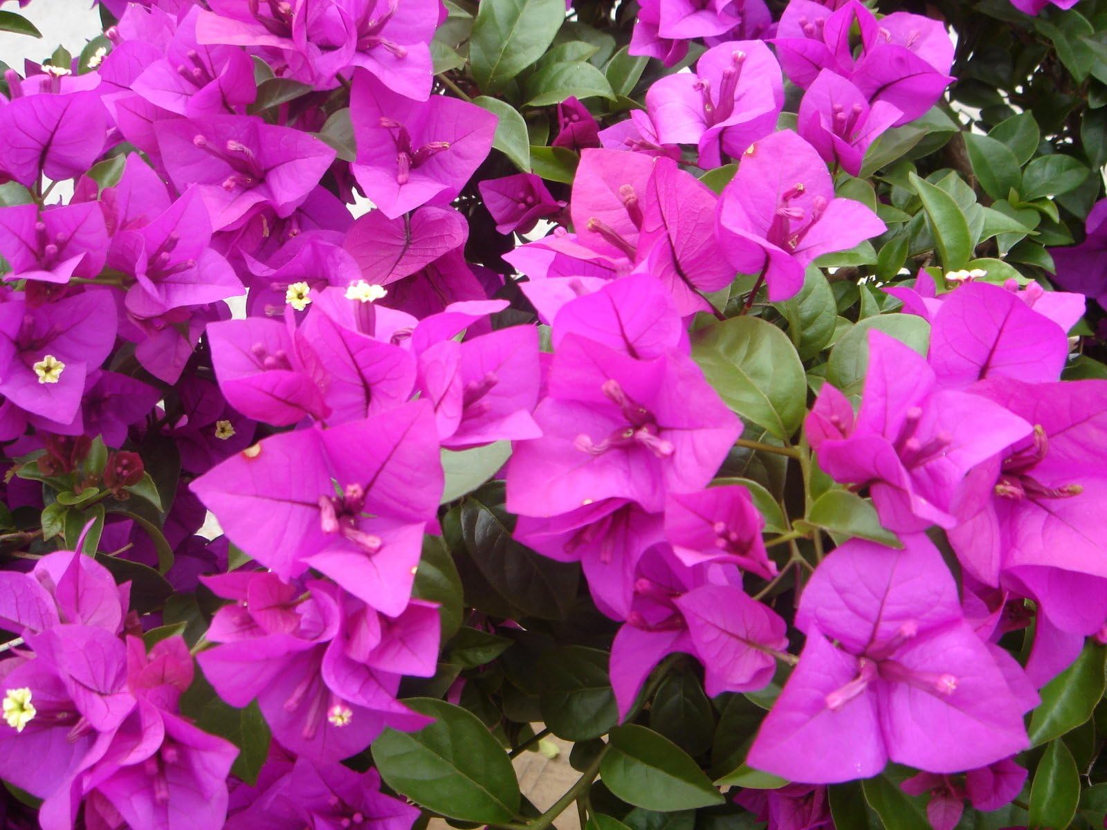 Purple Bougainvillea Live Plant- In 4" Pot