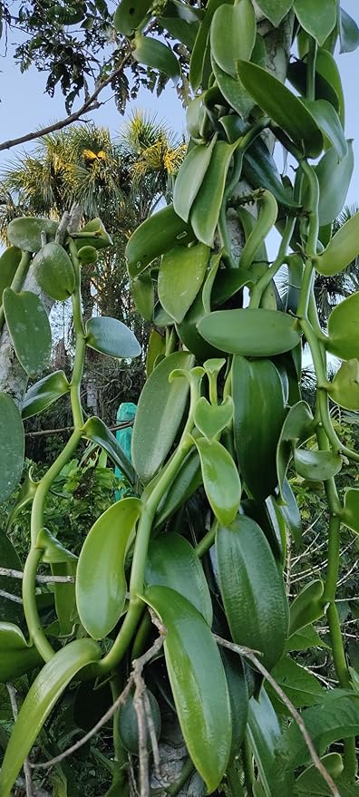 25 Vainas de Vainilla de Burundi Grado A Enteras miniatura 7