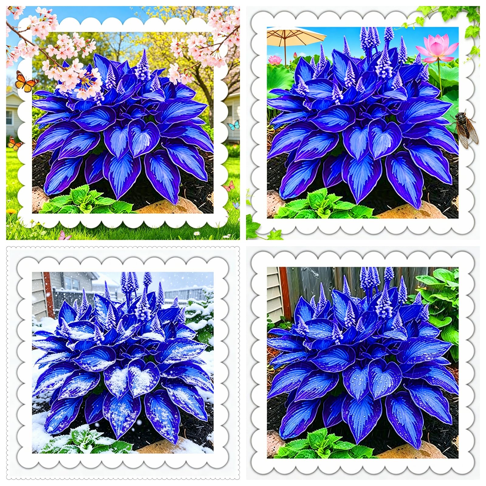 Perennial/Rainbow Blue Hosta Rhizome/Brilliant Hosta Bulbs for Planting Now UK/Potted/Grow Well/Low Maintenance/Excellent Display-4bulbs-E