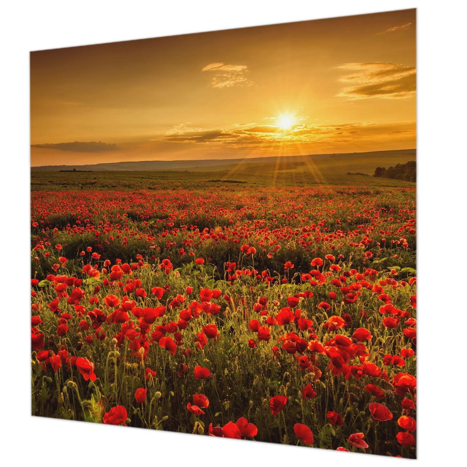 Papier peint intissé 250x250 cm Tulup champ de pavots pour salon avec colle