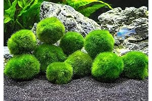 Fluval Moss Balls: Enhance Your Underwater Landscape