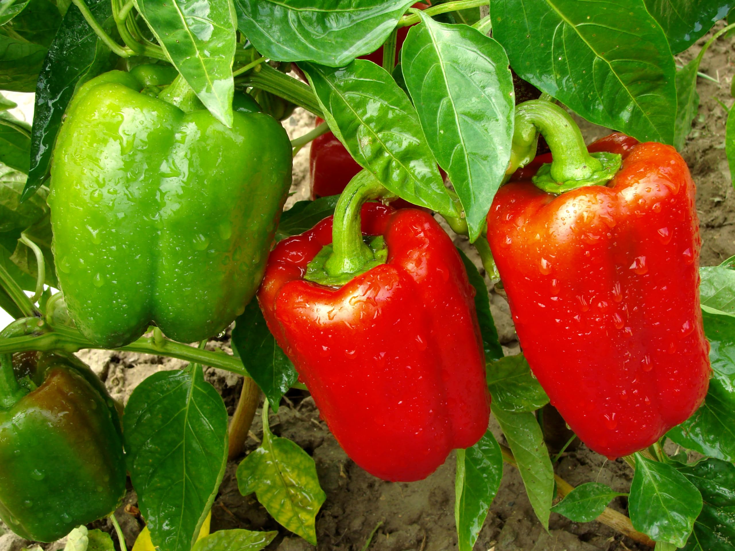 Roselyn SeedsSweet Pepper Red King F1, Vegetable Seed for Greenhouse - 10 Seeds