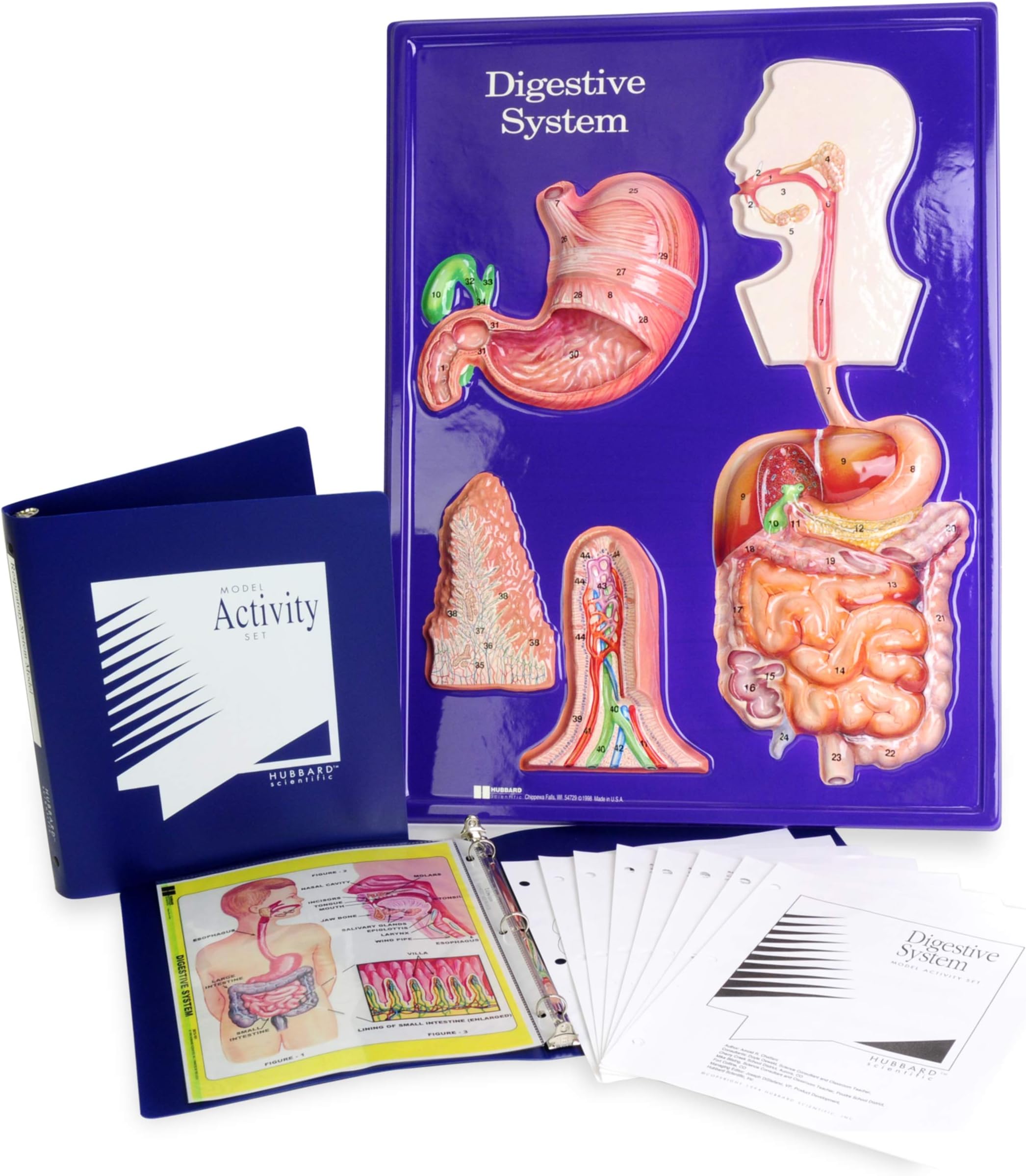 American Educational Digestive System Model Activity Set