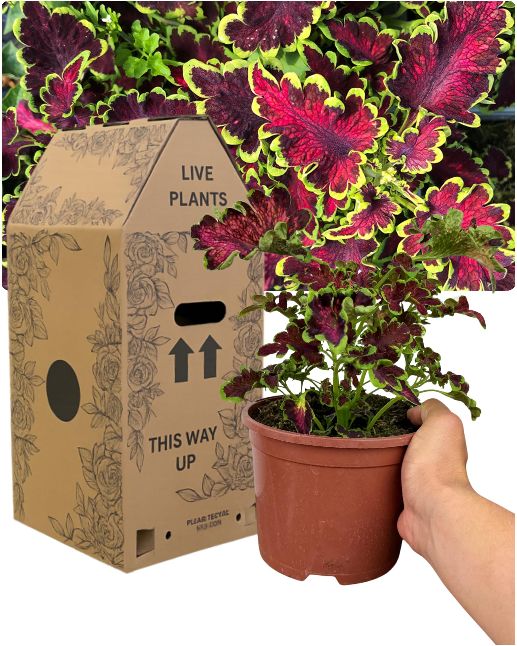 Coleus Mystical Rose - 1 Garden Ready Plant. Delivered Fresh in Large 2L Pot. Vibrant Ornamental Foliage All Summer Long. Perfect for Borders, Patio Pots, Containers & Gardens. Peat Free & UK Grown