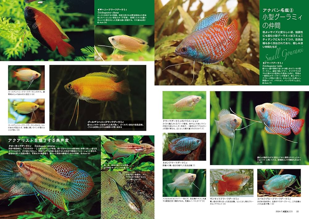 月刊アクアライフ 2024年 07 月号 ベタとグーラミィとラビリンス