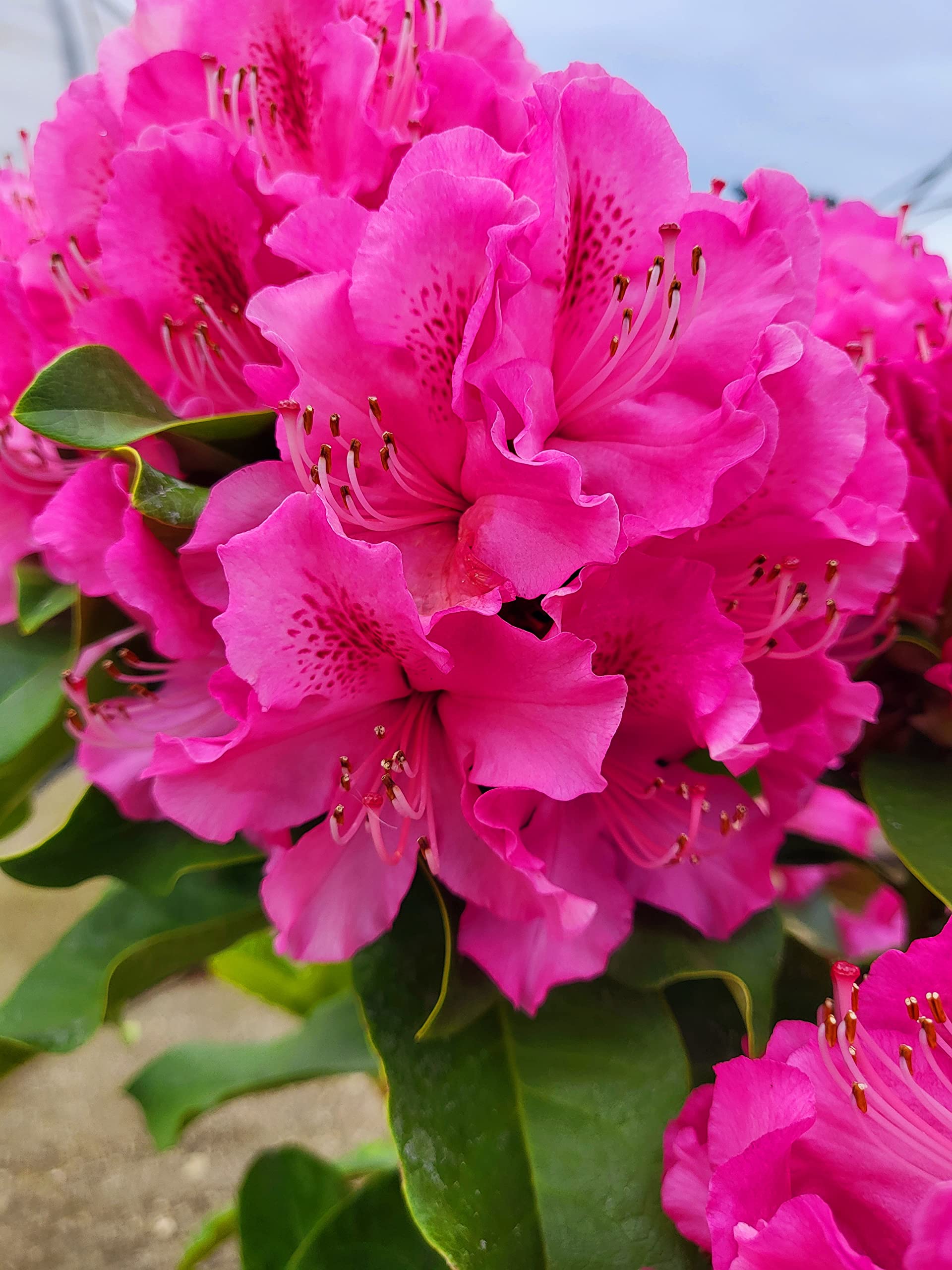 POWERS TO FLOWERS - RODODENDRO ROSA INTENSO XXL, RHODODENDRON, IN VASO 22CM DIAMETRO, pianta vera