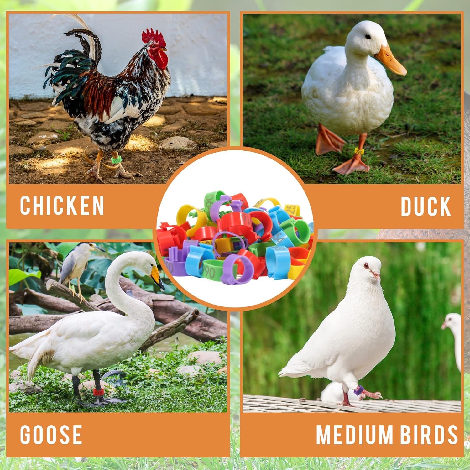 100pcs Rings, 20mm 5 Colors Numbered Chicken Leg Bands, Colorful Poultry Identification Leg Band, Plastic Clip-on Chicken Foot Ankle Ring Tag for Duck Pigeons Guinea Goose Gamefowl Turkey - 5