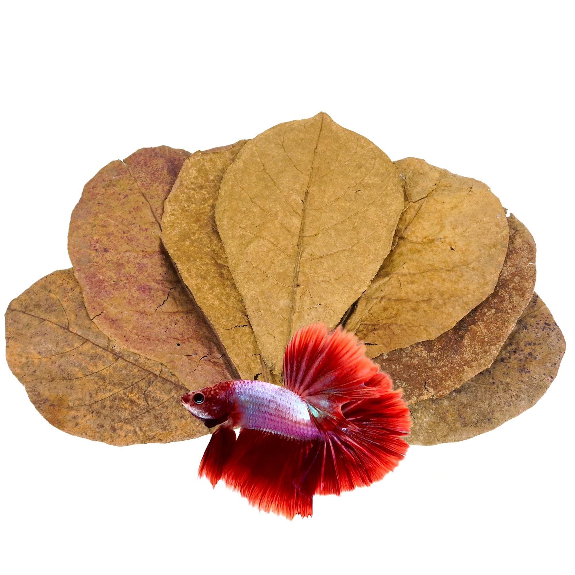 Aquatic Foods Indian Catappa Almond Leaves (5-7 Inch, 1000 Count) - Grade A, Rich In Tannins For Bettas, Discus, Shrimp