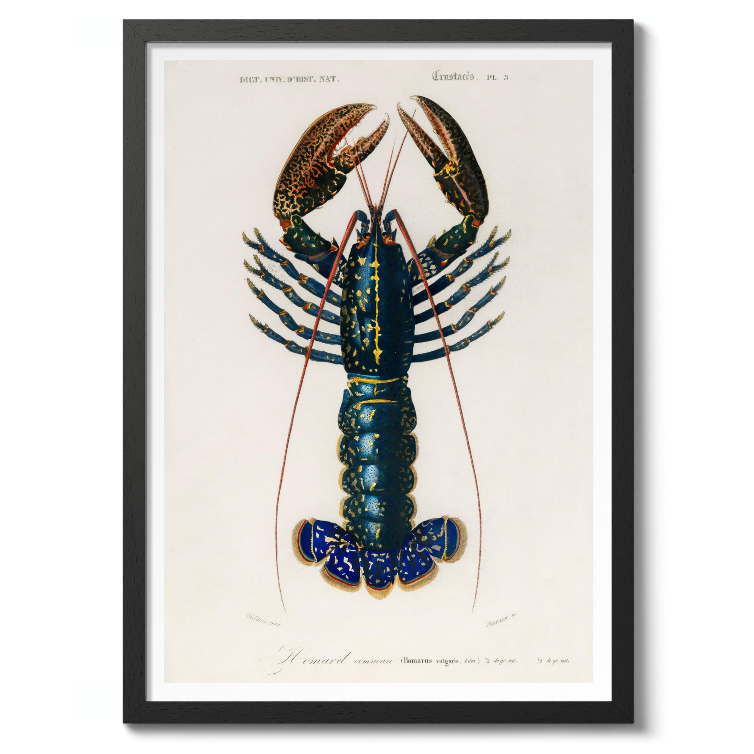 Crimson Crawfish Charles Dessalines D'Orbigny Poster, Vintage Botanical Prints, Encyclopedia Retro Wall Art Home Decor, Archival Matte, A4 (Black Frame) - 29.7x21cm — image 1