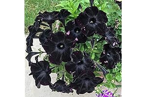 YEGAOL Garden Black Velvet Petunia Seeds - Ornamental Magic for Your Patio