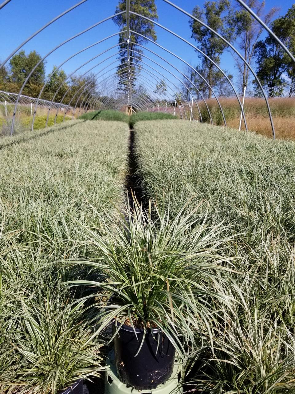 CAREX MOROWII `SILVER SCEPTRE` (Silver Sceptre Sedge) Grass, varigated foliage, #1 - Size Container