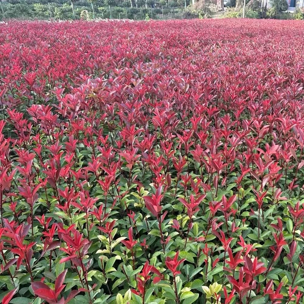 Semillas de photinia Red Robin, orgánicas, resistentes para balcón. jardín de interior, variedades tradicionales, 300pcs