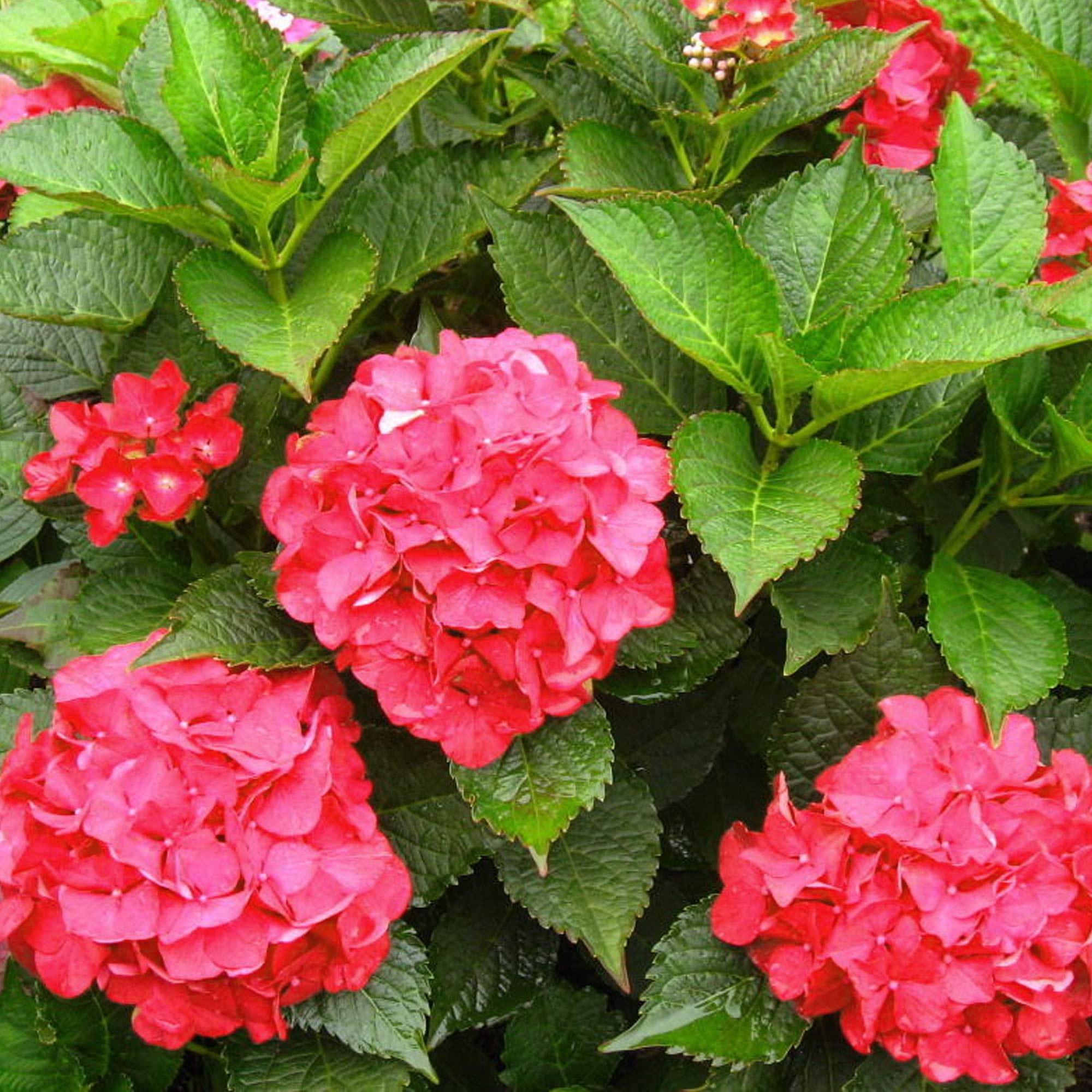 Hydrangea Macrophylla Tree Collection | Lollipop-Bäume für kleine Gärten