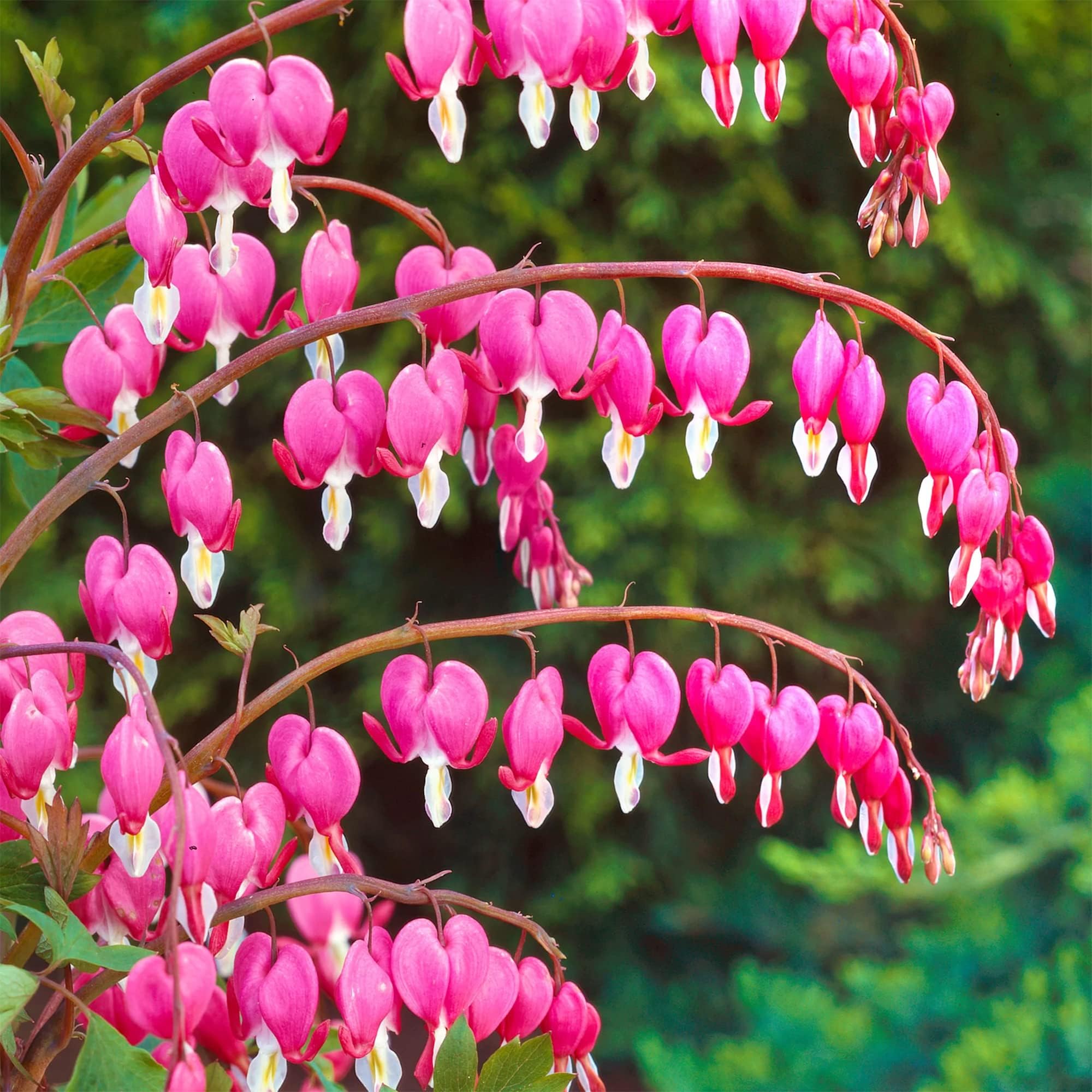 Bleeding Heart Seeds, 25 Pink Flower Seeds, Dicentra Spectabilis, Lyre Flower, Heart Flower, Striking Perennial Exotic Shade Flower Seed