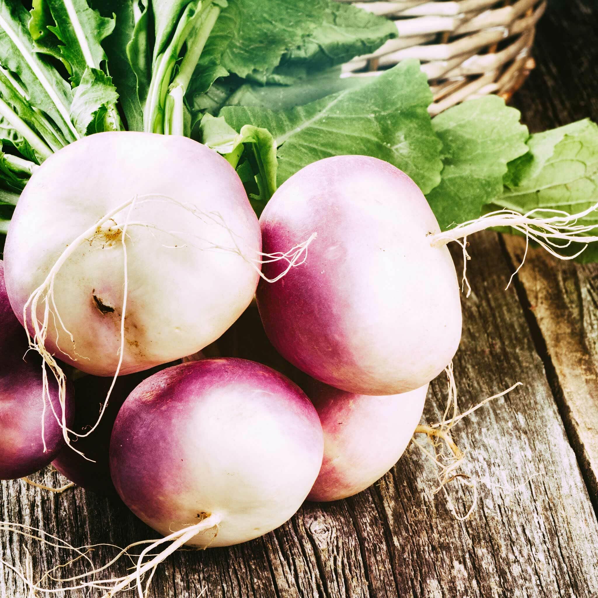 Willvine Purple Top White Globe Turnip-XLI-10I-image-15