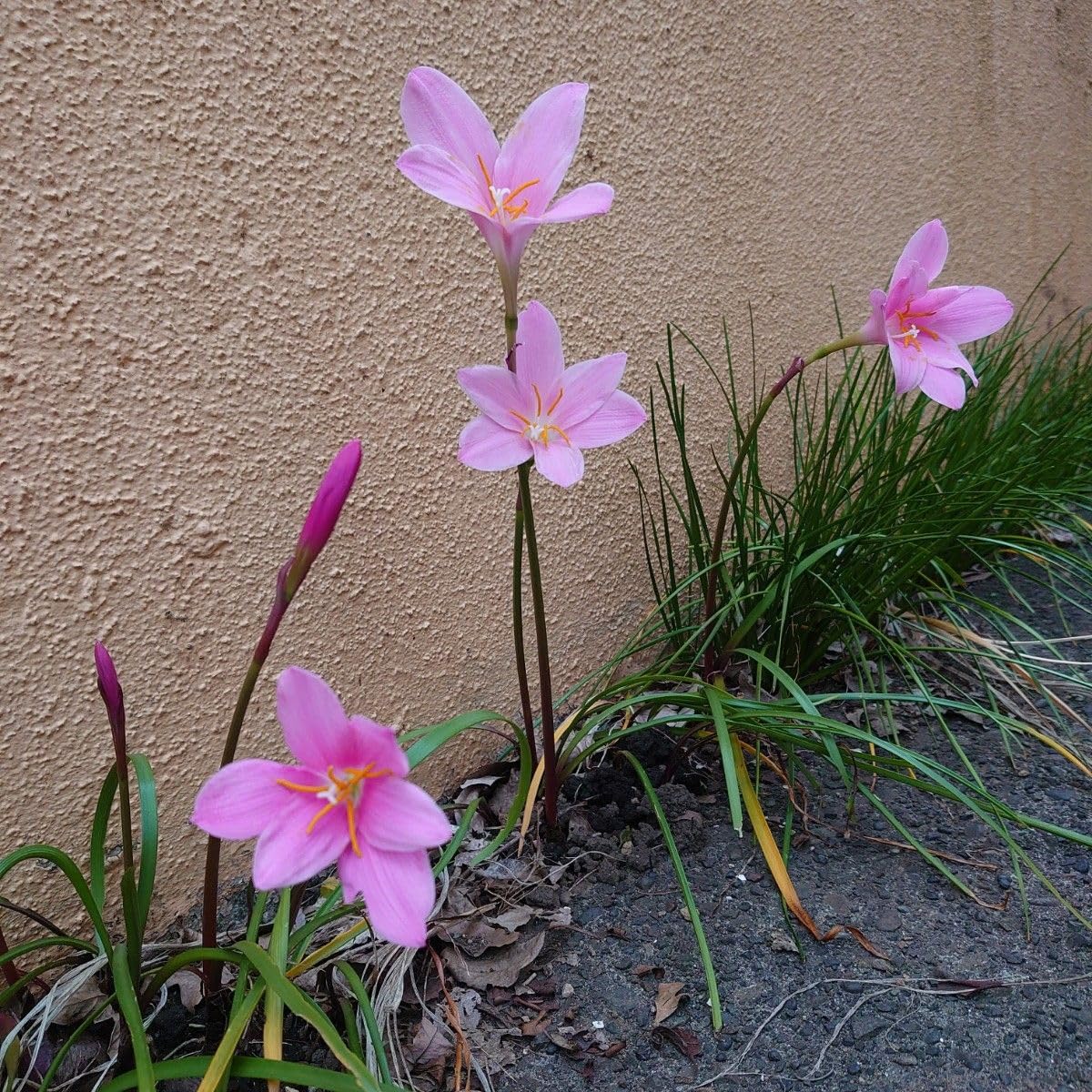 Amazon.co.jp: ピンクのゼフィランサス 球根 5球 花苗 宿根草 : DIY