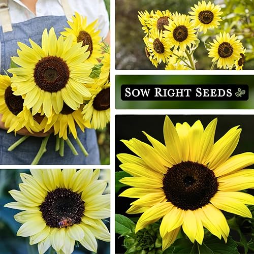 Miniatura 4 de Sow Right Seeds - Semillas de girasol Lemon Queen para plantar - Paquete de reliquia sin OMG con instrucciones para cultivar - Floraciones de color