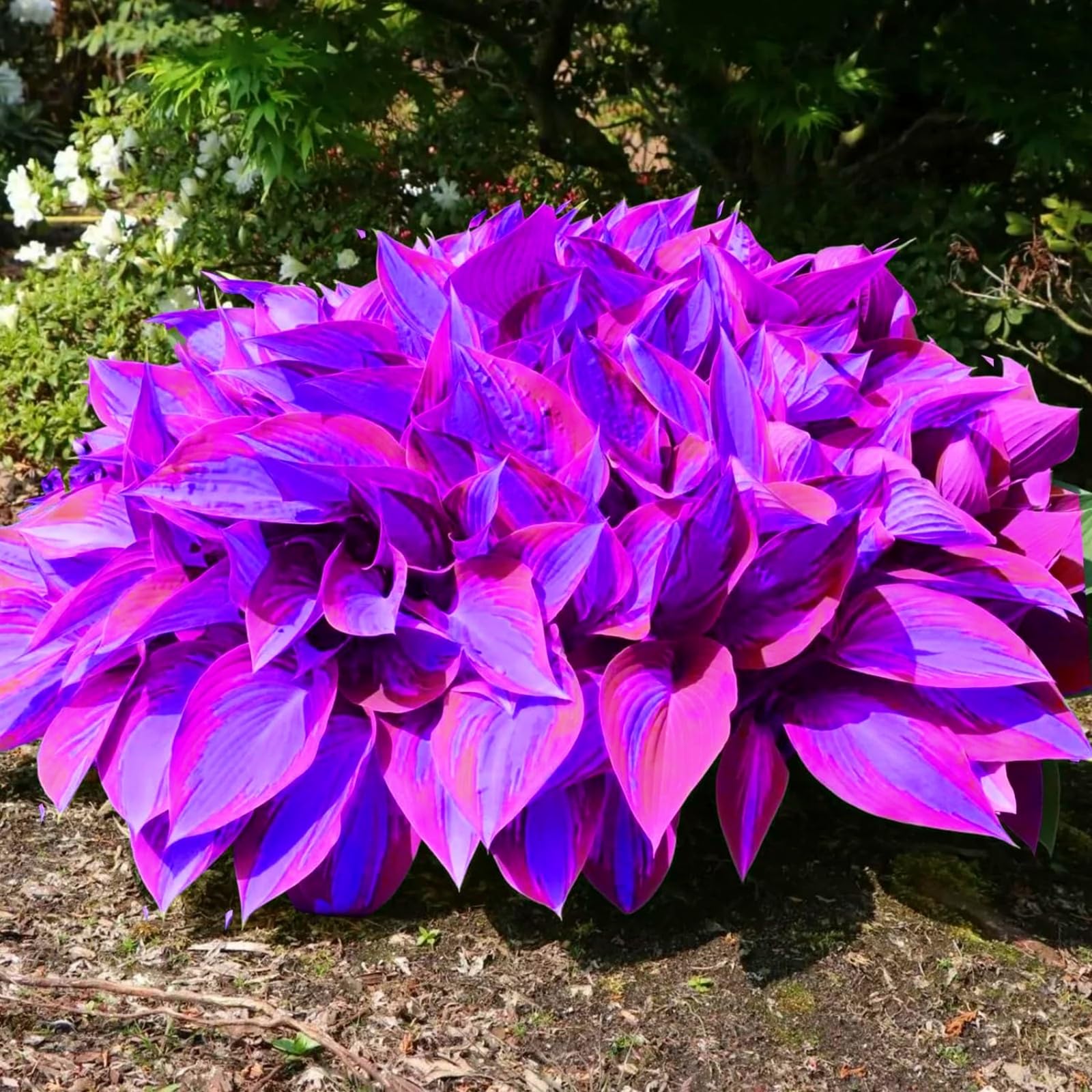 hosta rari Crescita Rapida Bellissimo Giardino Facile Da Mantenere,Perfetta per giardini ombreggiati e bordi di aiuole-15bulbi-c