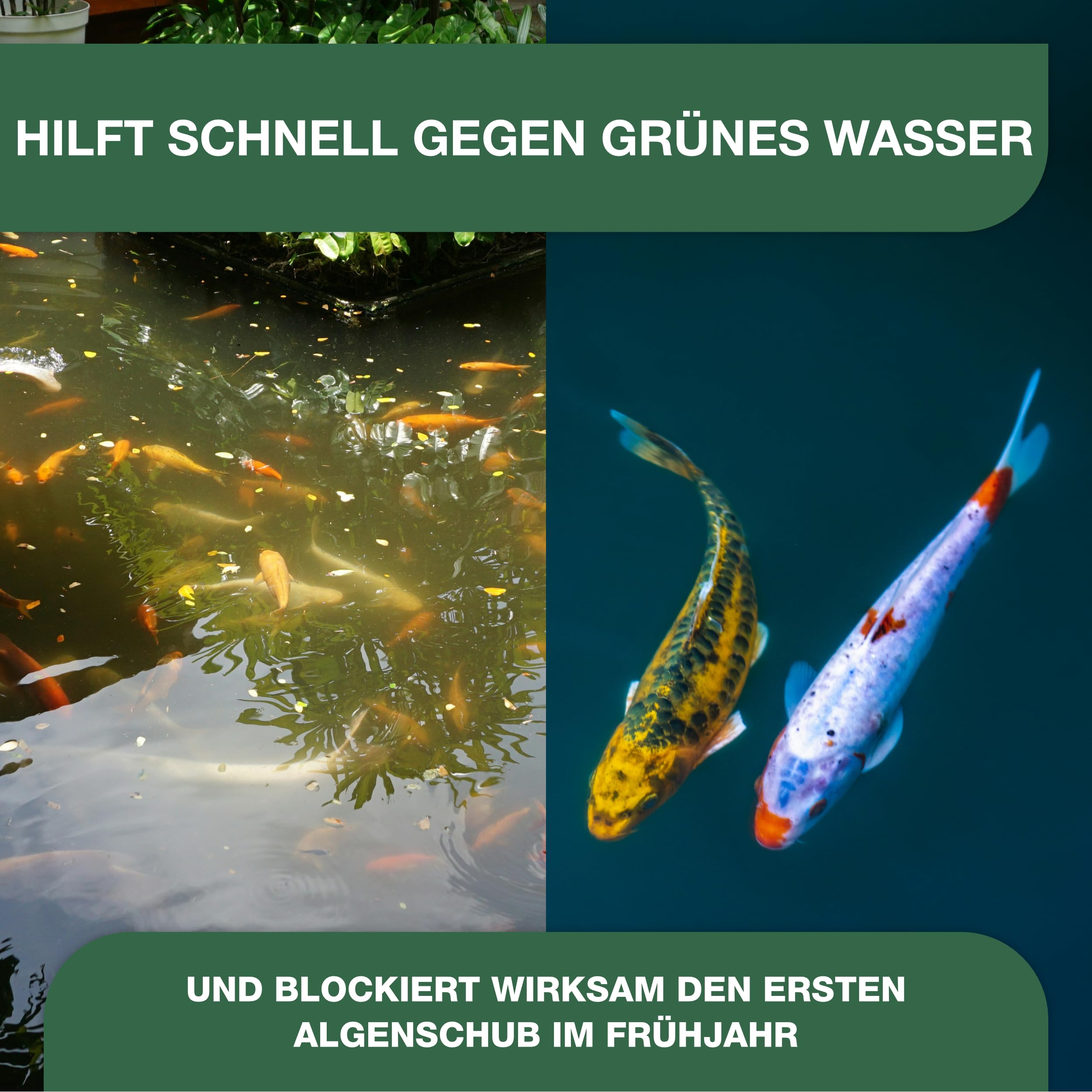 Teichpoint Grünes Wasser Liquid - flüssiger Schwebealgen verdränger auch im Schwimmbad Pool oder Aquarium (5 Liter)