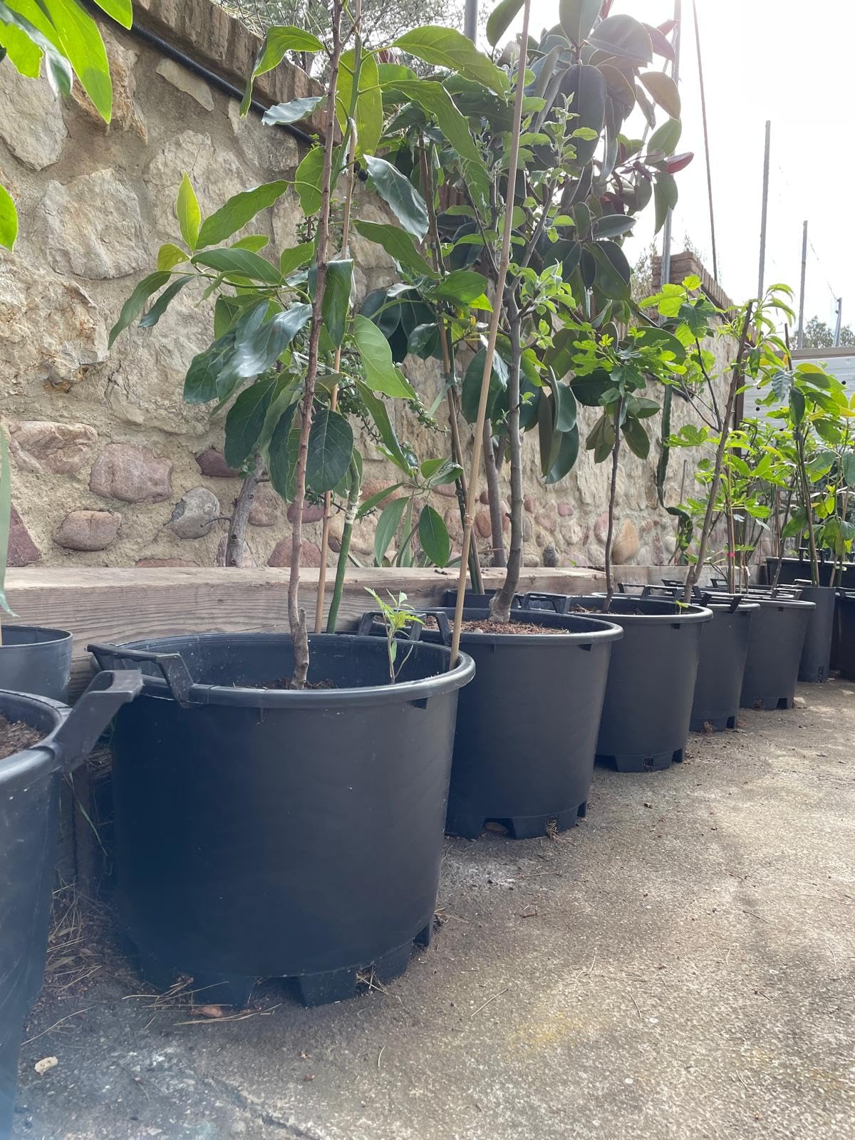 Genérico Maceta Exterior Grande para Frutales, con Asas - Ø45x33 cm -Cultivo de Citricos, Huerto Urbano, Arbustos y Plantas - Jardinera de vivero con Drenaje Profesional - Plastico PE - Negro Mate