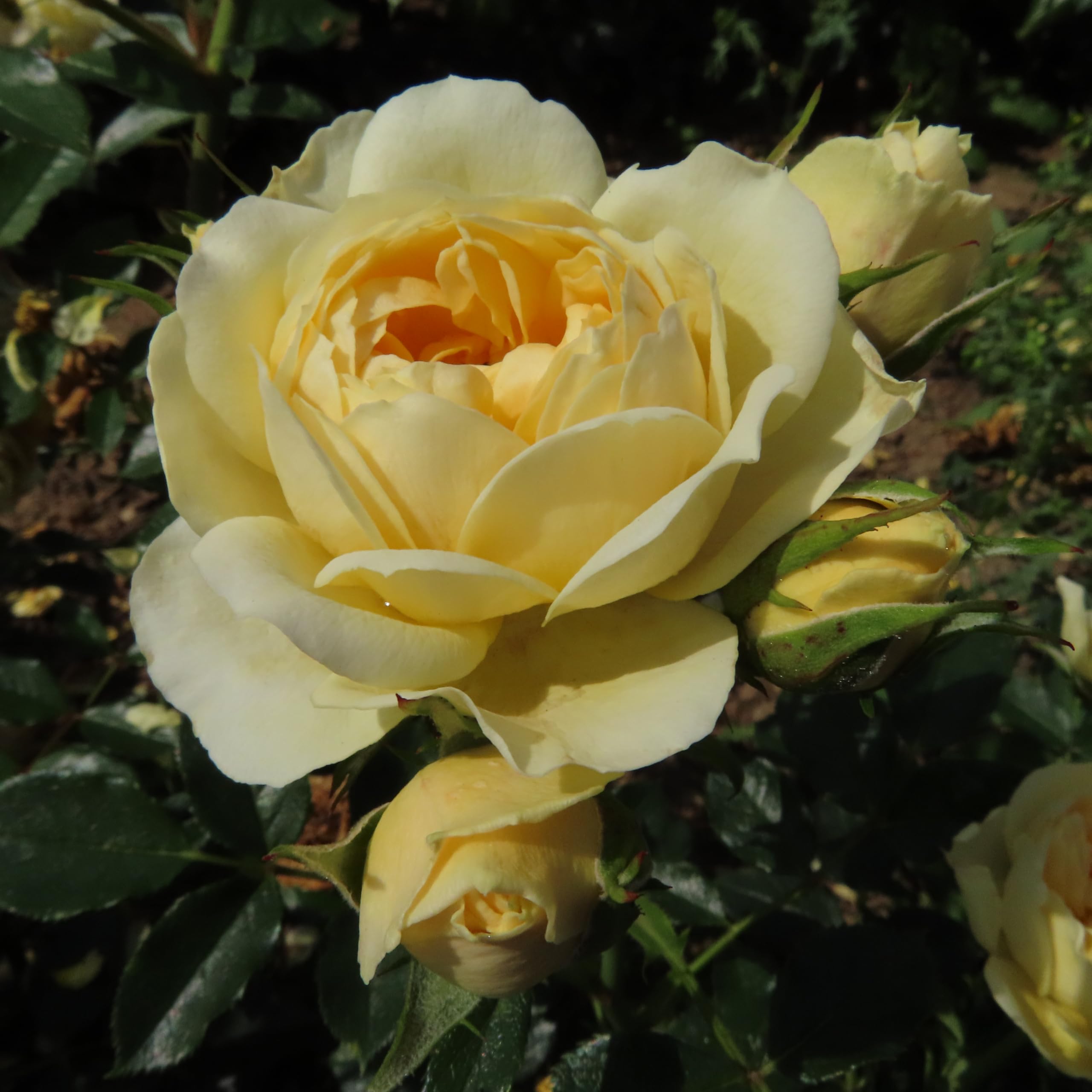 Sweet Memories - 5.5lt Potted Patio Garden Rose Bush - Fabulous Full Displays of Yellow/Lemon Blooms - Ideal Memorial or Tribute Gift