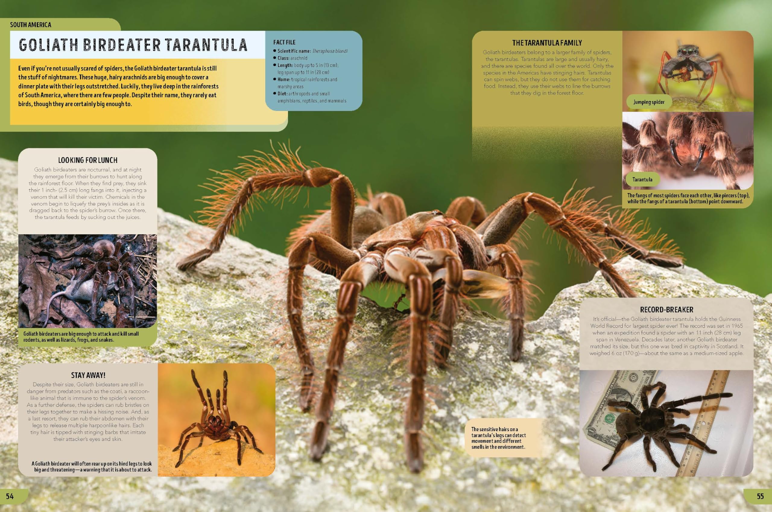 Lonely Planet Kids The Bugs Book: Meet Over 100 Incredible Creepy-Crawlies That Share Our Planet (The Fact Book)