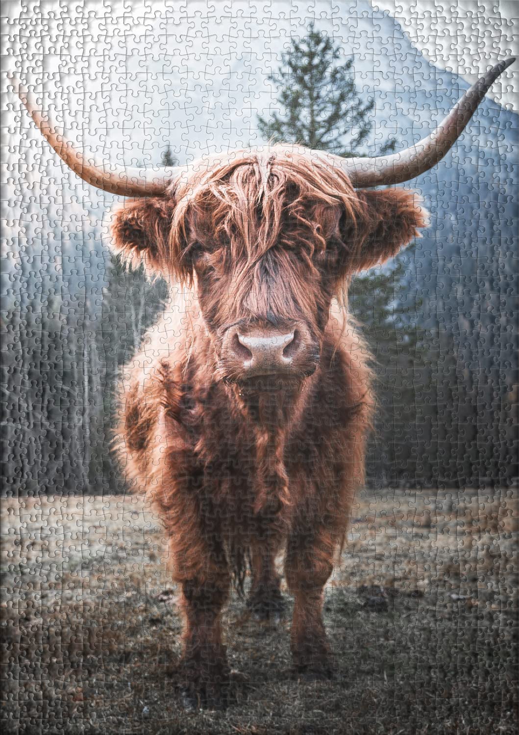 Ulmer Puzzleschmiede - Puzzle animal « Highlands » – Puzzle de 2000 pièces – Motif de bœuf puissant des Highlands sur le pâturage de vache sur fond alpin glacial