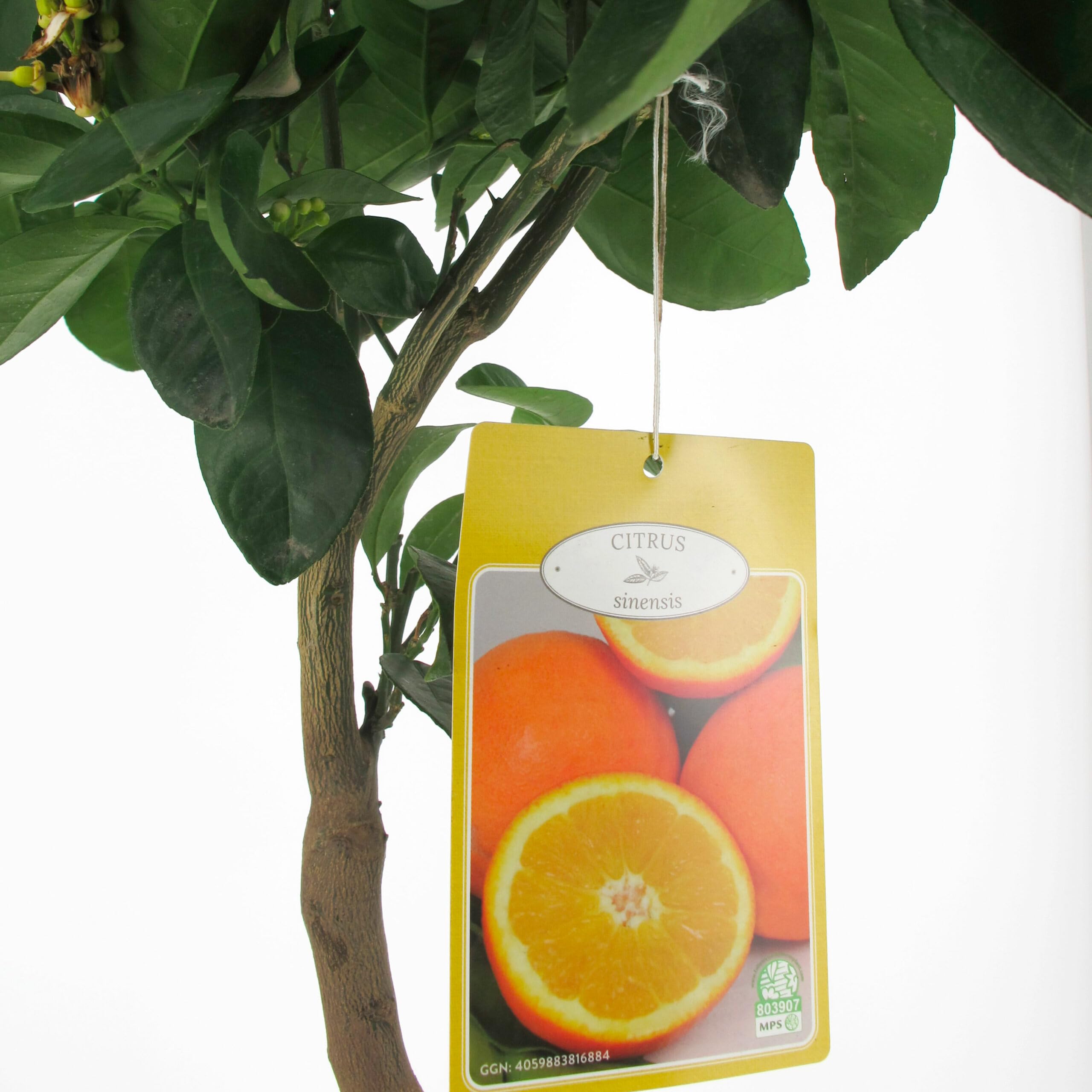 KENTIS - Oranger Doux - Citrus Sinensis - Prawdziwe Rośliny Cytrusów - Ogrodowe drzewa owocowe - Roślina zewnętrzna - H 70-80 cm Doniczka Ø 20 cm