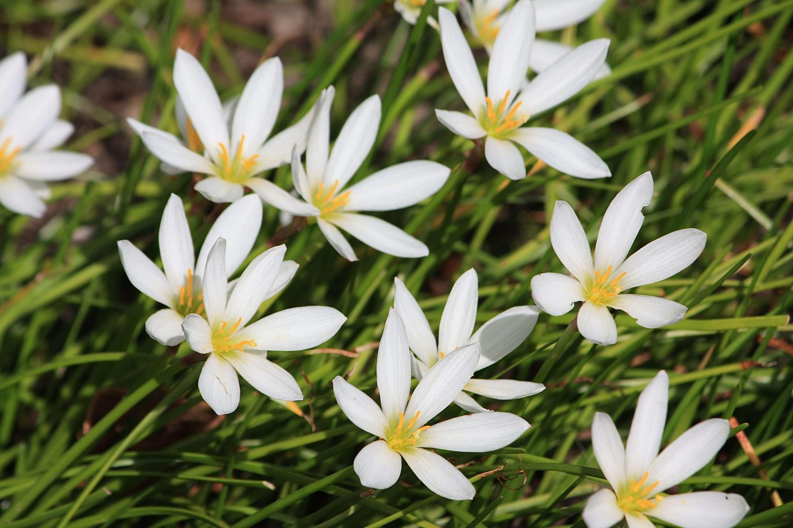 Lincsplants - Zephyranthes Candida-1 / 7cm Bareroot