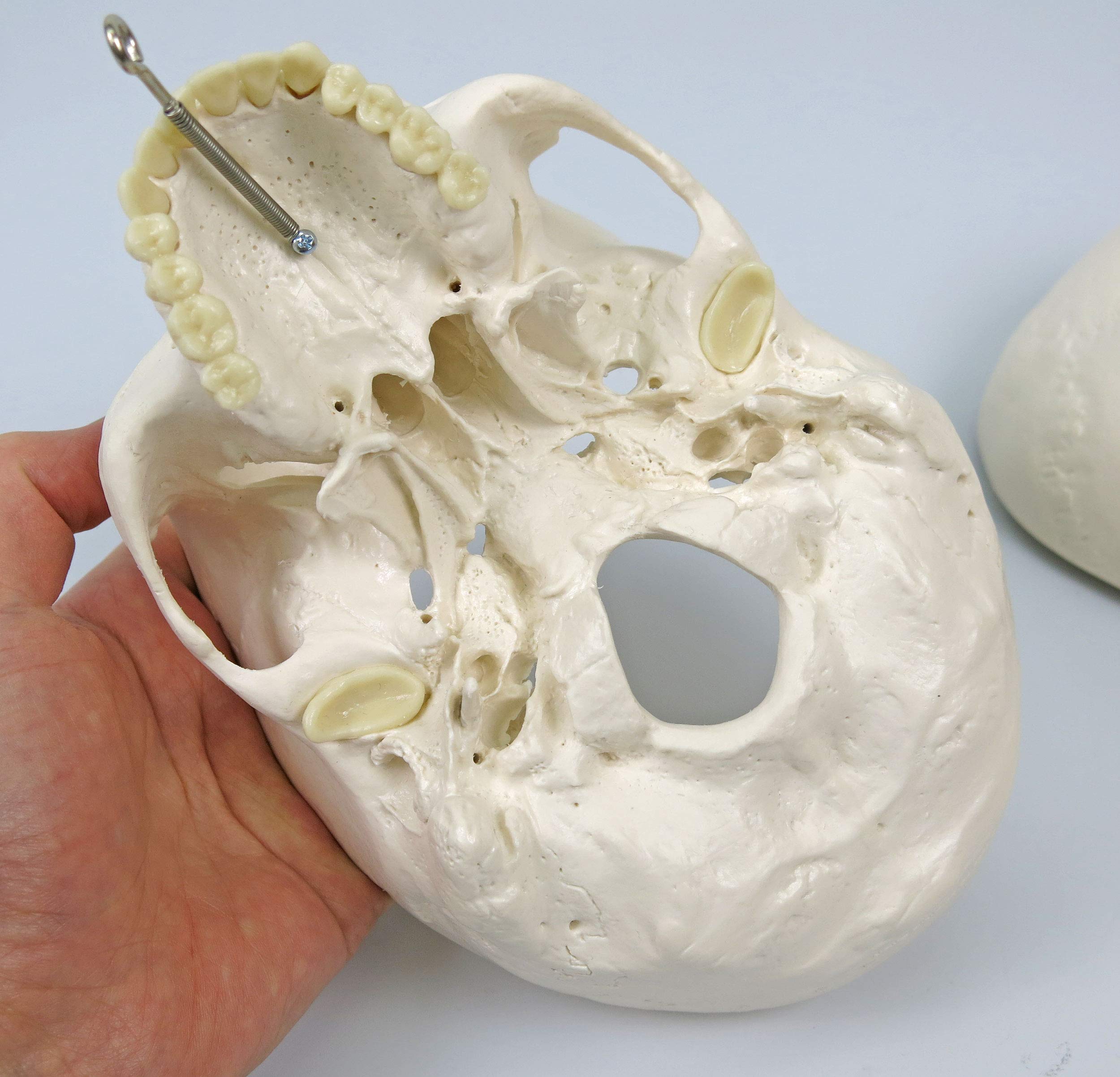 3B Scientific Human Skull Model With Facial Muscles - View #2
