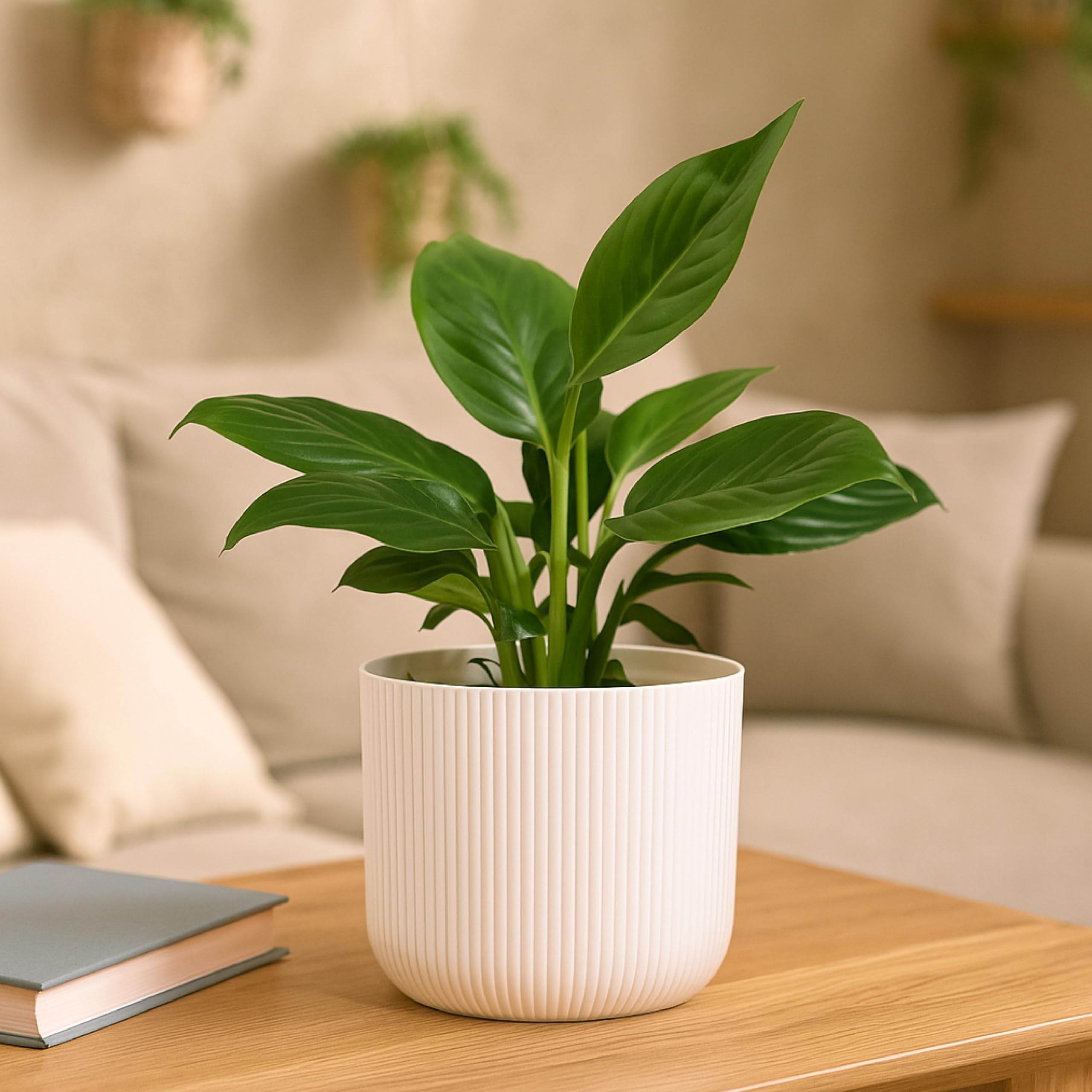 UGAOO Peace Lily Plant in Ibiza White Pot-picture-29