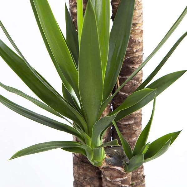 Cool Green - Decoracion hogar - Yuca Grande - Plantas naturales interior - 2