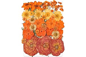 14 Types 37pcs Real Natural Orange Dried Flowers for DIY Art Crafts,...