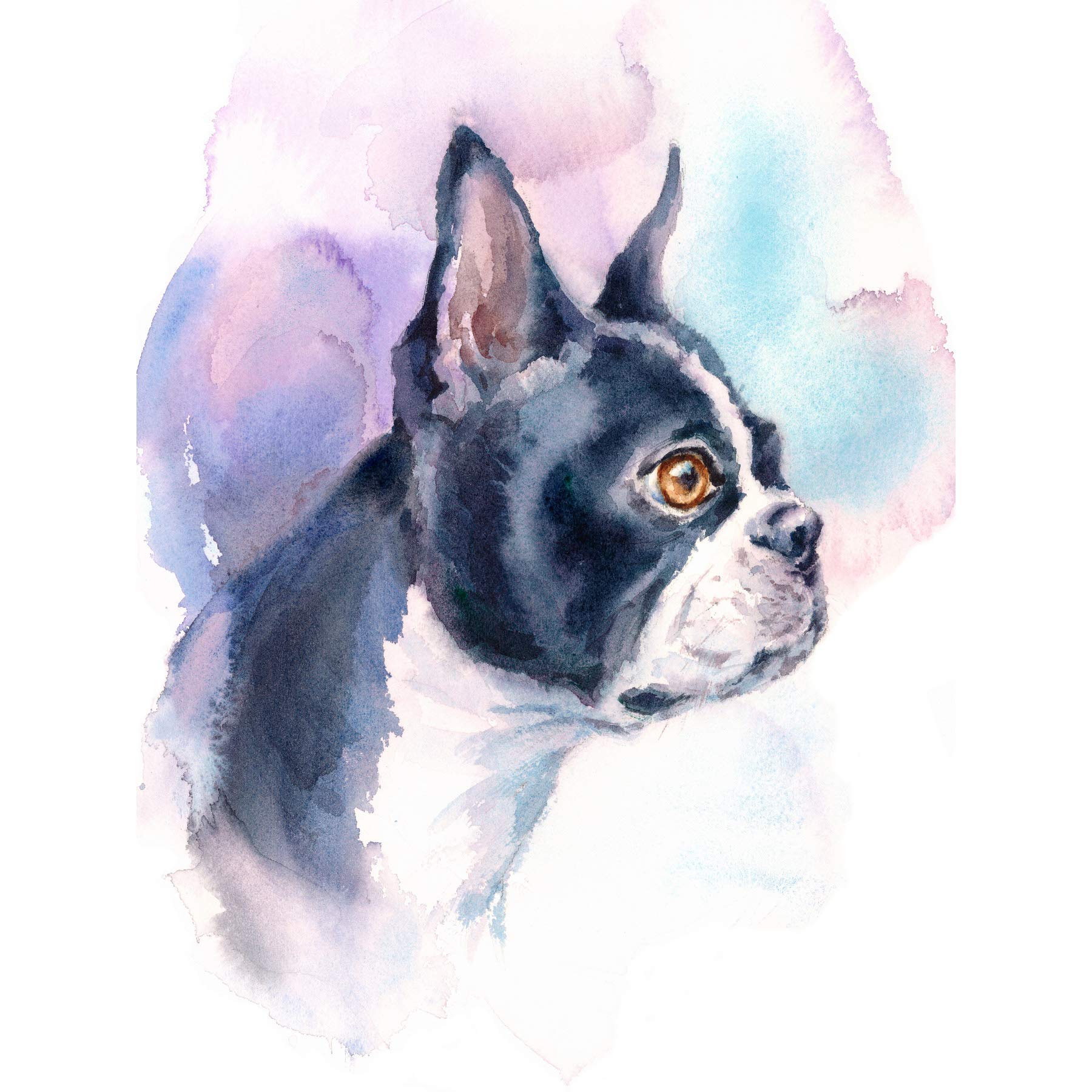 Wee Blue Coo Dog Boston Terrier Watercolour Art Print Poster Wall Decor