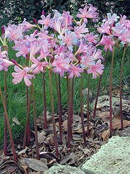 81uYHNxMWOL._AC_UF350,